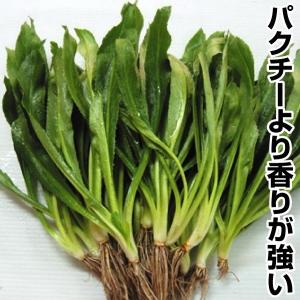 ハーブ 種 野菜たね ノコギリコリアンダー ファラン 1袋（3ml） ユニーク野菜 やさいたね 国華園 こっかえん｜kokkaen