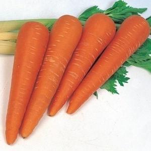 種 野菜たね ニンジン 鮮紅太長人参 1袋（8ml） 人参 やさいの種 国華園