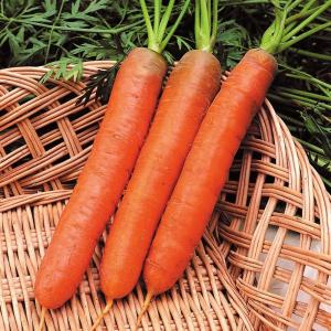 種 野菜たね ニンジン ナンテスキャロット 1袋（5ml） 人参 やさいの種 国華園