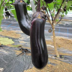 種 野菜たね ナス F1中長茄子 1袋(0.5...の詳細画像4