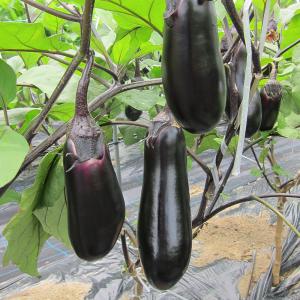 種 野菜たね ナス F1中長茄子 1袋(0.5...の詳細画像3
