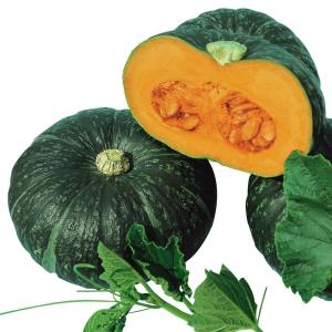 種 野菜たね カボチャ F1味てんぐ 1袋（3ml） やさいの種 国華園