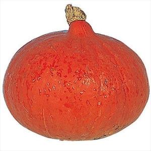 種 野菜たね カボチャ 赤皮甘栗南瓜 1袋（5ml） やさいの種 国華園