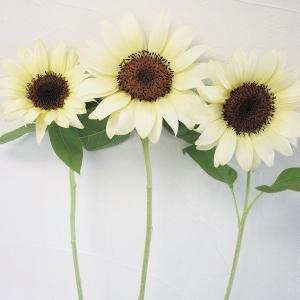 種 花たね ヒマワリ F1プロカット ホワイトナイト 1袋(20粒)