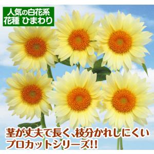 種 花たね ヒマワリ F1プロカット ホワイト...の詳細画像1