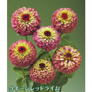 種 花たね 百日草 クイーンレッドライム 1袋...の詳細画像1