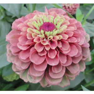 種 花たね 百日草 クイーンレッドライム 1袋...の詳細画像2