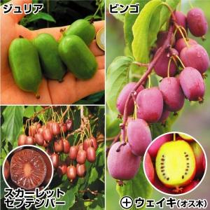 ミニキウイ ビンゴの商品一覧 通販 Yahoo ショッピング