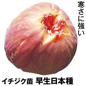 寒さに強いイチジク苗 苗木 植木 の商品一覧 花 ガーデニング 通販 Yahoo ショッピング