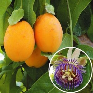 果樹苗 フェイジョア パイナップルジェム 1株 爆買 : 花と緑 国華園