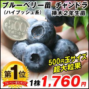 ブルーベリー 苗木 チャンドラー 苗木 植木 の商品一覧 花 ガーデニング 通販 Yahoo ショッピング