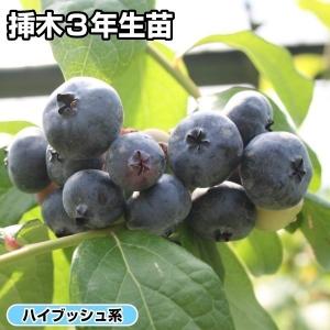 フェイジョア パイナップルジェム 1株 果樹苗 国華園 : 花と緑 国華園