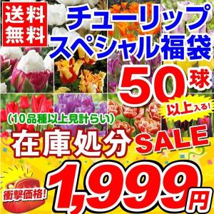 チューリップ 球根 スペシャル福袋 50球以上 (10品種以上見計らい・名称付き) 送料無料