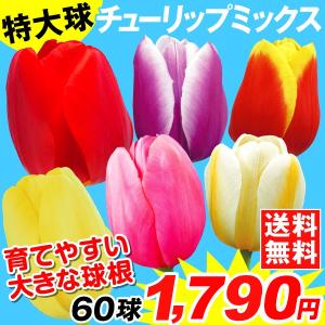 チューリップ 球根 特大球ミックス 60球 (3色以上見計らい) 送料無料