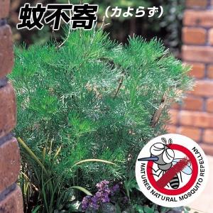 花苗 蚊不寄(カよらず) 1株 / 蚊除け 虫よけ 害虫対策 ハーブ よらず草 よらずぐさ アルテミシアサザンウッド