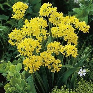 アリウムの商品一覧 通販 Yahoo ショッピング