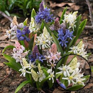 シラー 球根の商品一覧 通販 Yahoo ショッピング