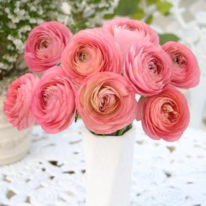 ラナンキュラス 球根の商品一覧 通販 Yahoo ショッピング