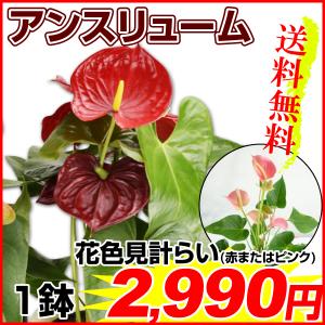 観葉植物 アンスリューム 6号鉢 1鉢送料無料（赤またはピンク花色見計らい）