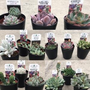 多肉植物のランキングtop100 人気売れ筋ランキング Yahoo ショッピング