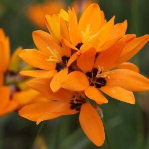 国華園 [メール便配送] 秋植え球根 原種イキシア マキラータ オレンジ 3球