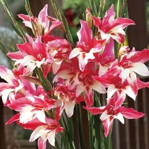 グラジオラス 球根の商品一覧 通販 Yahoo ショッピング