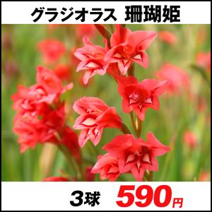 グラジオラス 球根の商品一覧 通販 Yahoo ショッピング