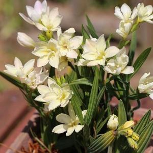 国華園 [メール便配送] 秋植え球根 バビアナ かぐや 3球