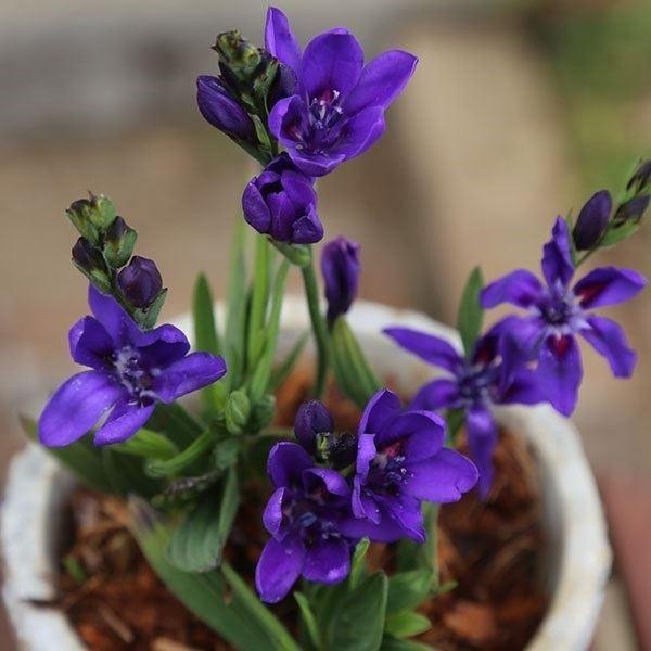 バビアナ 球根 ゆかり 3球 バビアナの球根 秋植え球根 [メール便配送］