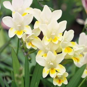 国華園 [メール便配送] 秋植え球根 フリージア...の商品画像