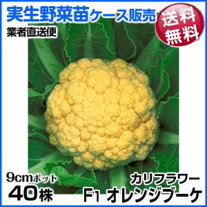 国華園 野菜苗ケース販売 カリフラワー F1オレンジブーケ 9月発送 1ケース(40株入) 送料無料 /業者直送便
