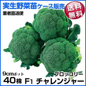 野菜苗ケース販売 ブロッコリー F1チャレンジャー 10月発送 1ケース(40株入) 送料無料 /やさいなえ 野菜の苗 業者直送便
