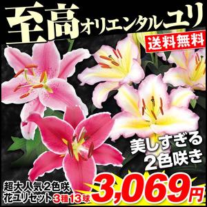 ユリ 球根 超大人気2色咲き花ユリセット 3種13球 送料無料