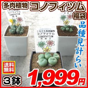 多肉植物 コノフィツム 福袋（3株）9cmポット苗/ 観葉植物 花苗 おしゃれ インテリア 室内 こっかえん 国華園
