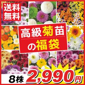 花苗 人気の切花向き多年草セット 送料無料 6種12株 / 花の苗 切り花