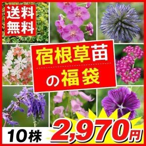 花苗 宿根草福袋 10株 送料無料