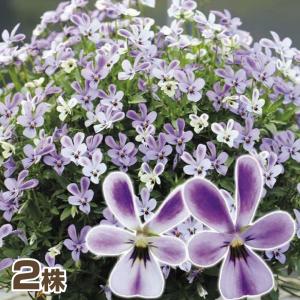 花苗 ビオラ ワンダーランドブルードリームラビット 2株 / 花の苗 パンビオ 花壇向き 冬花壇