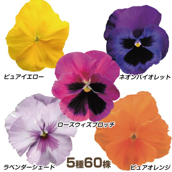 花苗 パンジー F1レインボーセット 5種60株 kpc / 花の苗 パンビオ 花壇向き 冬花壇