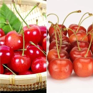 1本でなるさくらんぼの木 紅きらり 2年生接木苗 スリット鉢植え 限定