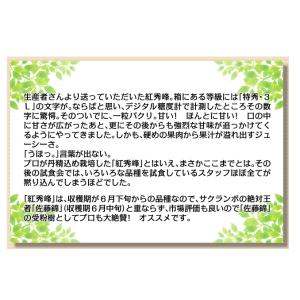 国華園 果樹苗 サクランボ 紅秀峰 青葉台&佐...の詳細画像2