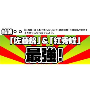 国華園 果樹苗 サクランボ 紅秀峰 青葉台&佐...の詳細画像5