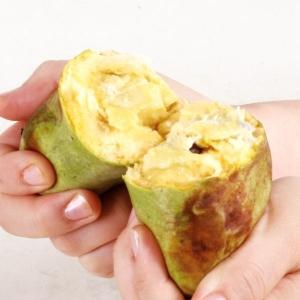 ポポー苗木 【プロリフィックス】 4年生 接ぎ木 約1.1m 大苗 ポポー