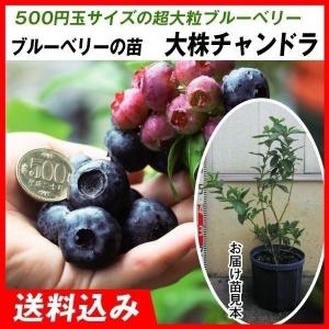 果樹苗 ハイブッシュ系ブルーベリー チャンドラ接木1年生苗 1株 爆買