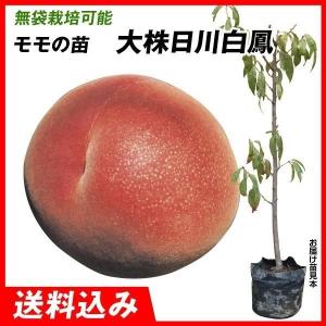 桃 苗木 【日川白鳳 （ひかわはくほう）】 3年生 接ぎ木 約1.3m 大苗