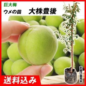 国華園 アボカド メキシコーラグランデ Aタイプ 1株 果樹苗 : 花と緑