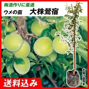国華園 果樹苗 ピーカン WH-2＆ウィチタセット 2種2株 : 花と緑 国華園