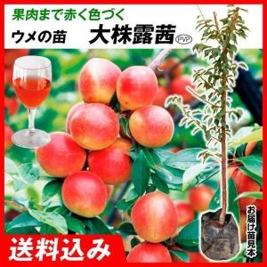 梅 苗木 露茜 (PVP) 15cmポット苗 つゆあかね うめ 苗 ウメ 登録品種