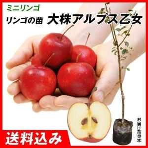 果樹苗 ホワイトサポテ ルーク 1株 : 花と緑 国華園 - 通販 - Yahoo