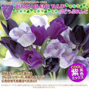 国華園 チューリップ 球根 ぶどうブレンド (...の詳細画像1