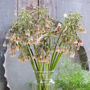 国華園 [メール便配送] 秋植え球根 アリウム...の詳細画像1